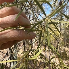 Santalum acuminatum at Alleena, NSW - 15 Mar 2025 by PeterLott