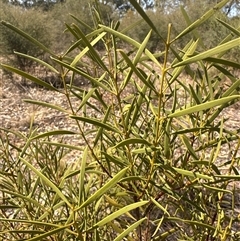 Acacia doratoxylon at Alleena, NSW - 15 Mar 2025 by PeterLott