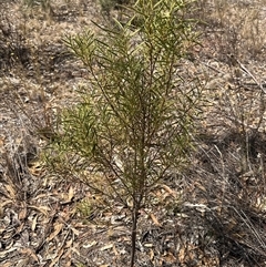 Santalum acuminatum at Alleena, NSW - suppressed