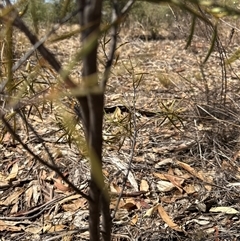 Santalum acuminatum at Alleena, NSW - suppressed
