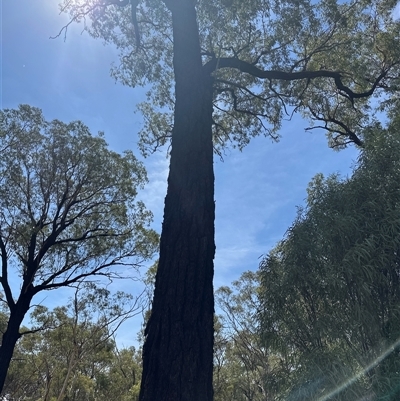 Eucalyptus sideroxylon subsp. sideroxylon at Alleena, NSW - 15 Mar 2025 by PeterLott