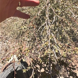 Leptospermum (genus) at Alleena, NSW - 15 Mar 2025 01:28 PM