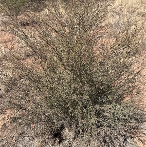 Leptospermum (genus) at Alleena, NSW - 15 Mar 2025 01:28 PM