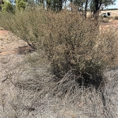 Leptospermum (genus) at Alleena, NSW - 15 Mar 2025 01:28 PM