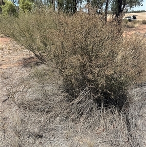 Leptospermum (genus) at Alleena, NSW - 15 Mar 2025 01:28 PM