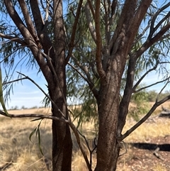 Santalum acuminatum (Quandong) at Alleena, NSW - 15 Mar 2025 by PeterLott