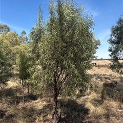 Santalum acuminatum at Alleena, NSW - suppressed