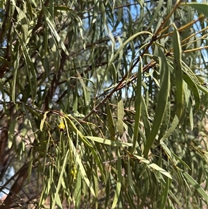Santalum acuminatum at Alleena, NSW - suppressed