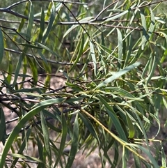Santalum acuminatum at Alleena, NSW - suppressed