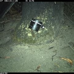 Antechinus sp. (genus) at Talmalmo, NSW - 7 Mar 2025 06:21 AM