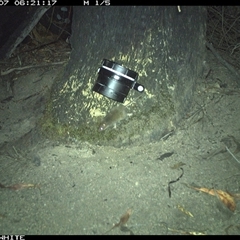 Antechinus sp. (genus) at Talmalmo, NSW - 7 Mar 2025 06:21 AM
