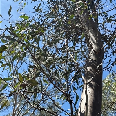 Unidentified Gum Tree at Alleena, NSW - 15 Mar 2025 by PeterLott