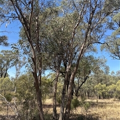 Eucalyptus (genus) at Alleena, NSW - 15 Mar 2025 01:21 PM