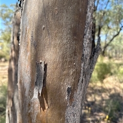 Eucalyptus (genus) at Alleena, NSW - 15 Mar 2025 01:21 PM