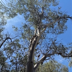 Eucalyptus (genus) at Alleena, NSW - 15 Mar 2025 01:21 PM