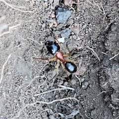 Camponotus nigriceps (Black-headed sugar ant) at Hawker, ACT - 15 Mar 2025 by sangio7