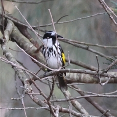 Phylidonyris niger (White-cheeked Honeyeater) at Moruya, NSW - 15 Mar 2025 by LisaH