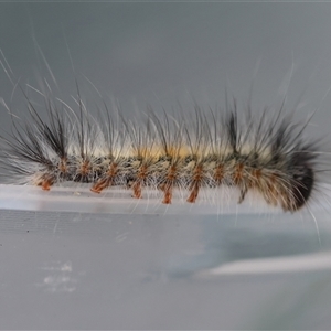 Lasiocampidae (family) immature at Moruya, NSW - suppressed