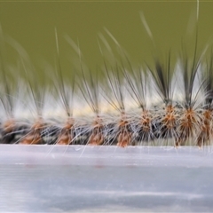 Lasiocampidae (family) immature at Moruya, NSW - suppressed