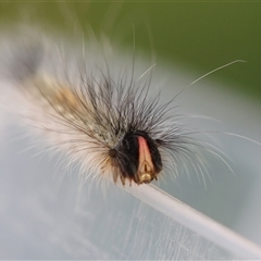 Lasiocampidae (family) IMMATURE at Moruya, NSW - suppressed