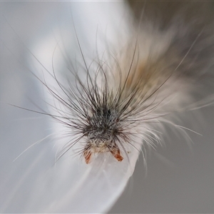 Lasiocampidae (family) immature at Moruya, NSW - suppressed