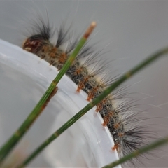 Lasiocampidae (family) immature at Moruya, NSW - suppressed