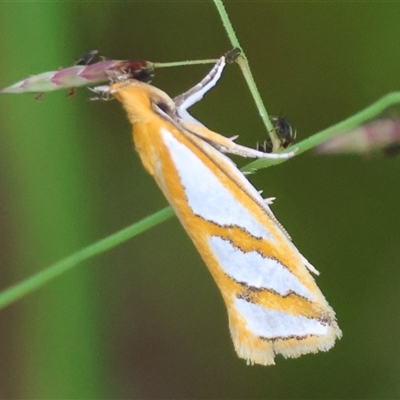 Thudaca mimodora (A Gelechioid moth) at Moruya, NSW - 15 Mar 2025 by LisaH