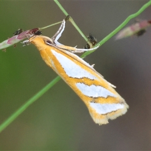 Thudaca mimodora at Moruya, NSW - suppressed