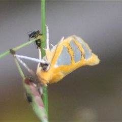 Thudaca mimodora at Moruya, NSW - suppressed