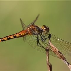 Unidentified Dragonfly (Anisoptera) by LisaH