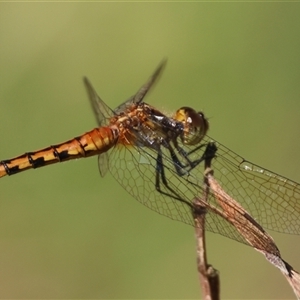 Diplacodes melanopsis at Moruya, NSW - suppressed