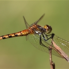 Diplacodes melanopsis at Moruya, NSW - suppressed
