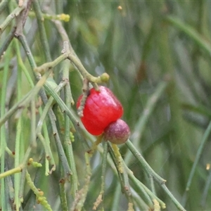 Exocarpos cupressiformis at Moruya, NSW - suppressed