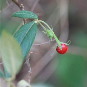 Solanum stelligerum at Moruya, NSW - suppressed