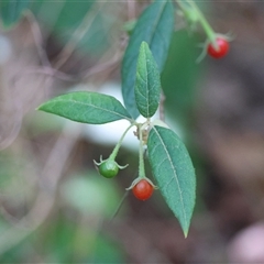 Solanum stelligerum at Moruya, NSW - suppressed