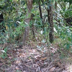 Solanum stelligerum at Moruya, NSW - suppressed