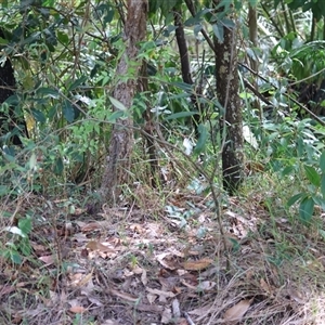 Solanum stelligerum at Moruya, NSW - suppressed