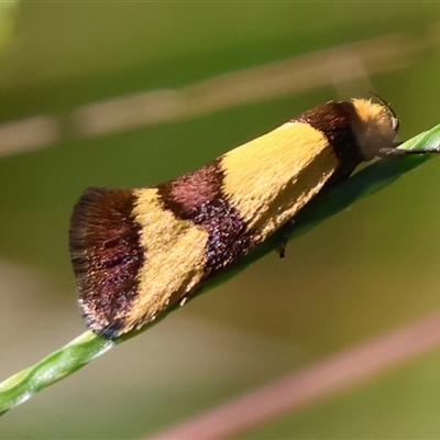 Chrysonoma fascialis (A Concealer moth (Wingia group) at Moruya, NSW - 15 Mar 2025 by LisaH