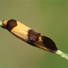 Chrysonoma fascialis at Moruya, NSW - suppressed