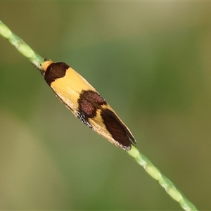 Chrysonoma fascialis at Moruya, NSW - suppressed