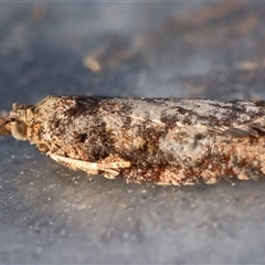 Capua intractana (A Tortricid moth) at Moruya, NSW - 15 Mar 2025 by LisaH