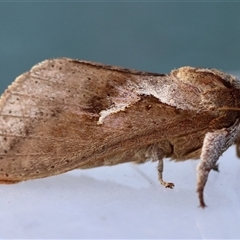 Elhamma australasiae (A Swift or Ghost moth (Hepialidae)) at Moruya, NSW - 15 Mar 2025 by LisaH