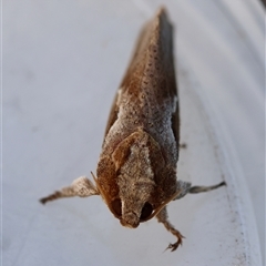 Elhamma australasiae at Moruya, NSW - suppressed