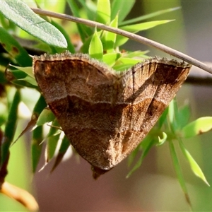 Meranda susialis at Moruya, NSW - suppressed
