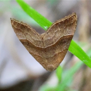 Meranda susialis at Moruya, NSW - suppressed