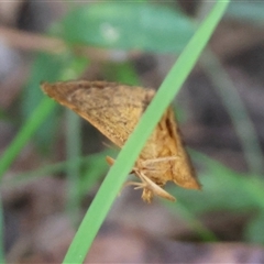 Meranda susialis at Moruya, NSW - suppressed