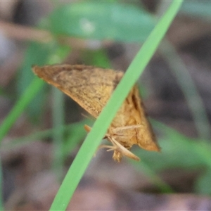Meranda susialis at Moruya, NSW - suppressed