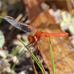 Diplacodes haematodes by LisaH