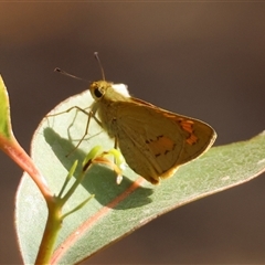 Ocybadistes walkeri at Moruya, NSW - suppressed