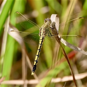 Orthetrum caledonicum at Moruya, NSW - suppressed
